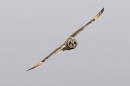 Short Eared Owl in flight 2. Oct. '23.