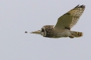 Short Eared Owl in flight 1. Oct. '23.