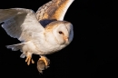 Barn Owl in flight with vole prey,close up. Mar. '24.