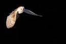 Barn Owl in flight with vole prey. Mar. '24.