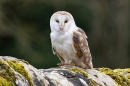 Barn Owl on wall. Apr. '24.