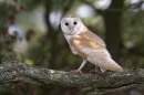 Barn Owl on lichen branch.