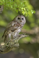 Tawny on spring branch 2.