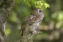 Tawny on spring branch 3.