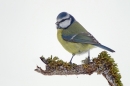 Blue Tit. Dec'10.