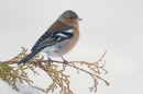 Male Chaffinch. Dec.'10.