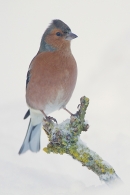 Male Chaffinch 2. Dec.'10.