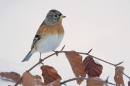 Male Brambling. Dec.'10.