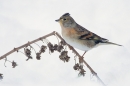 Female Brambling. Dec.'10.