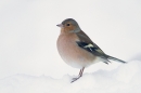 Male Chaffinch 3. Dec.'10.