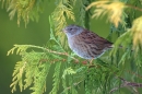 Dunnock 2. Dec.'10.