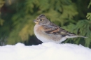 Female Brambling 2. Dec.'10.