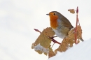 Robin on snowy leaves. Dec '10.