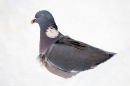 Woodpigeon in snow 1. Dec '10.