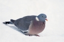 Woodpigeon in snow 2. Dec '10.