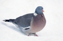 Woodpigeon in snow 3. Dec. '10.