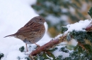 Dunnock on snowy conifer. Dec. '10.