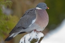 Woodpigeon on snowy post. Dec. '10.