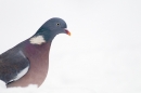 Woodpigeon in snow 4. Dec.'10.