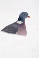 Woodpigeon in snow 5. Dec. '10.