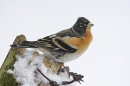 Brambling,m