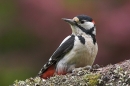 G S Woodpecker,m