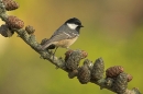 Coal Tit on larch cones.