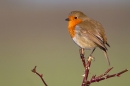 Robin on rose twig. Feb '12.