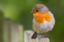 Robin on fence 2. Aug. '14.