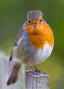 Robin on fence 1. Aug. '14.