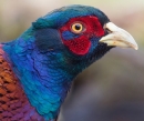 Cock Pheasant,head. Oct. '14.