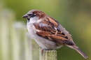 Cock House Sparrow 1. Nov. '14.