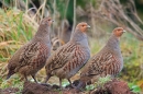 3 Grey Partridge in garden.Dec.'14