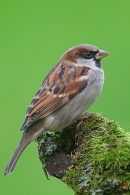House Sparrow m,on mossy stump. Dec.'14.