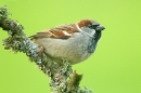 Male House Sparrow on lichen twig. Jan.'15.