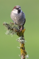 Male House Sparrow on upright lichen twig. Feb.'15.