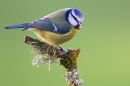 Blue tit on upright lichen twig. Feb.'15.