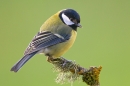 Great tit. Feb. '15.