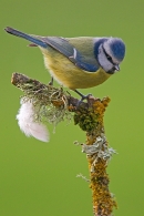 Blue tit and feather. Feb. '15.