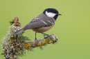 Coal tit on lichen twig. Mar. '15.