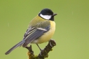 Great tit in the rain. Mar. '15.