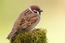Tree Sparrow on mossy stump. Mar. '15.