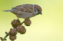 Tree Sparrow on larch cones 2. Apr. '15.