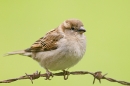 House Sparrow f on barbed wire. Apr. '15.