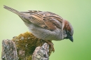 House Sparrow m on moss and lichen stump. Apr. '15.
