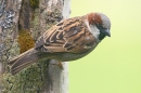 House Sparrow m on side of stump. May. '15.