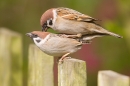 Mating Tree Sparrows. May. '15.