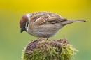 Tree Sparrow on mossy stump 2. Apr.'15.