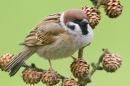 Tree Sparrow on larch cones. Apr. '15.