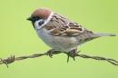 Tree Sparrow on barbed wire. May. '15.